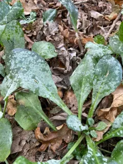 Podosphaera elsholtziae thumbnail 2