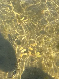 diverse-leaved pondweed thumbnail 1