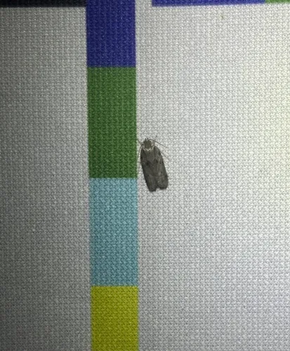 Dotted Antaeotricha Moth