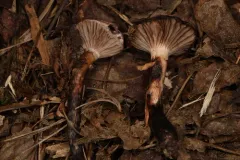 Gomphidius nigricans thumbnail 1