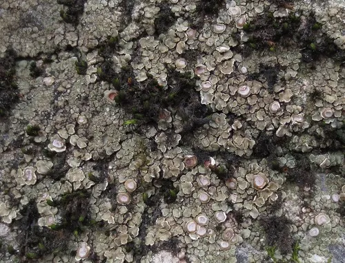 Rimmed Cobblestone Lichen