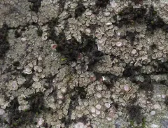 Rimmed Cobblestone Lichen thumbnail 1