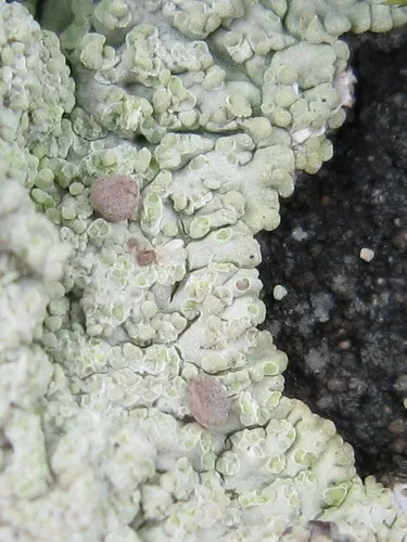 Scale Beret Lichen