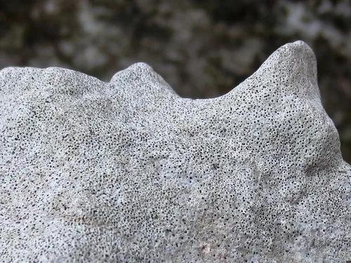 Pileate Pitted-stone lichen