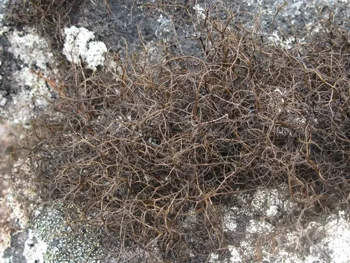 Tundra Horsehair Lichen