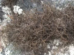 Tundra Horsehair Lichen thumbnail 1