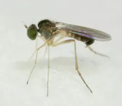 Sympycnus lineatus thumbnail 3