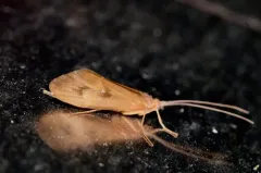 Pycnopsyche limbata thumbnail 1