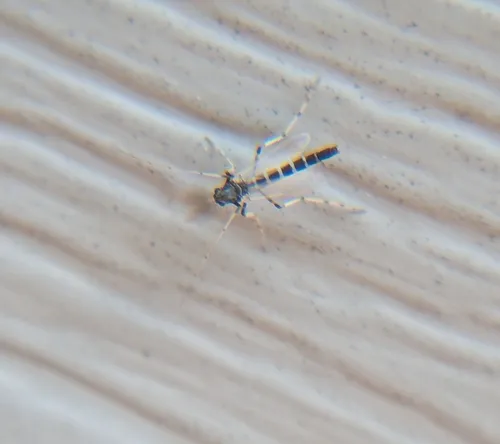 Stictochironomus devinctus