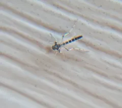 Stictochironomus devinctus thumbnail 1