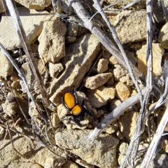 Apache Jumping Spider thumbnail 2