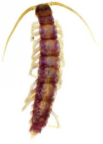 Zygethobius pontis