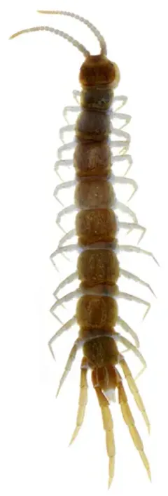 Paobius vagrans thumbnail 2