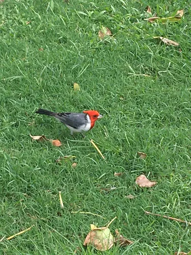 Red-crested Cardinal
