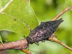 Tailed Jewel Borer thumbnail 2