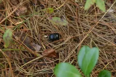 Eger's Earth-boring Beetle thumbnail 4