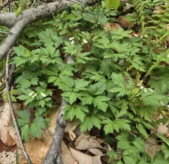 large toothwort thumbnail 1