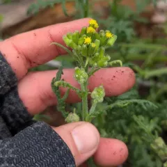 Heath Groundsel thumbnail 4