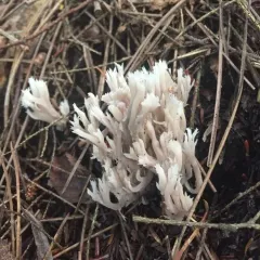 White Coral Fungus thumbnail 2