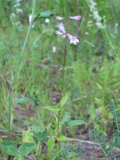 Long-sepal Beardtongue thumbnail 4