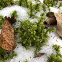 rough goose neck moss thumbnail 4