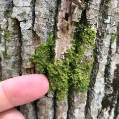 Flat-leaved Scalewort thumbnail 4