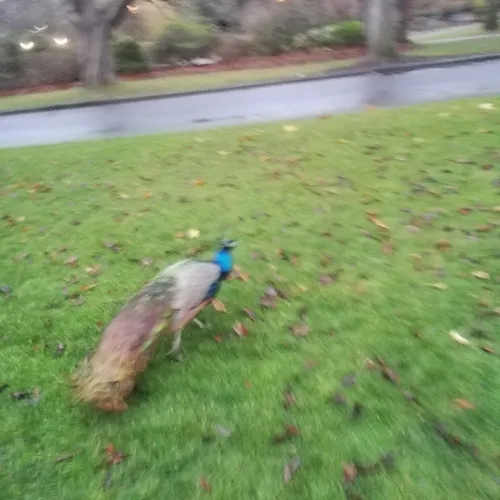 Indian Peafowl