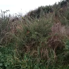 gorse thumbnail 1