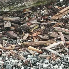 Black Turnstone thumbnail 2