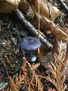 Entoloma occidentale thumbnail 2