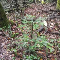 grand fir thumbnail 4