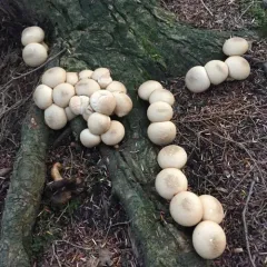 Pear-shaped Puffball thumbnail 5