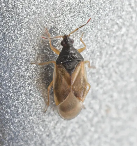 Acompocoris pygmaeus