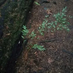 Oregon Boxwood thumbnail 2
