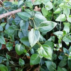 greater periwinkle thumbnail 4