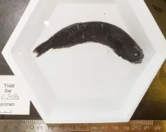 Bluntsnout Slickhead thumbnail 2