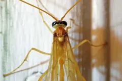Enicospilus flavostigma thumbnail 2