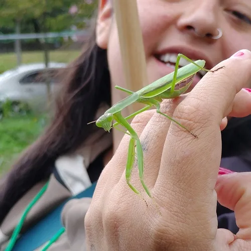 Narrow-winged Mantis