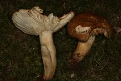 Russula granulata thumbnail 4