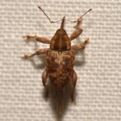 Curculio nasicus thumbnail 1