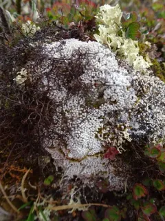 Heath Foxhair Lichen thumbnail 3