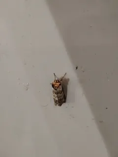 Ceranemota fasciata thumbnail 3