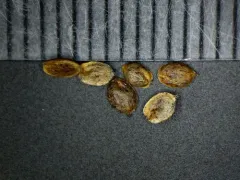 Hairy Bugseed thumbnail 2