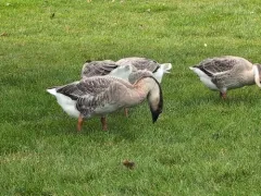 Swan Goose thumbnail 2