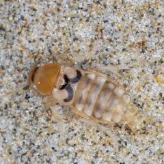 Pictured Rove Beetle thumbnail 2