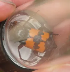 Nicrophorus hybridus thumbnail 2