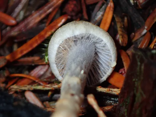 Cortinarius anomalovelatus