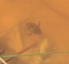 Mottled Diving Beetle thumbnail 4