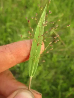 white-hair witchgrass thumbnail 3