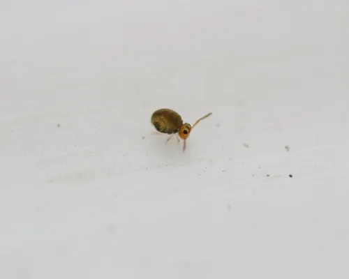 Sminthurinus henshawi